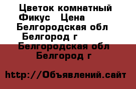 Цветок комнатный Фикус › Цена ­ 650 - Белгородская обл., Белгород г.  »    . Белгородская обл.,Белгород г.